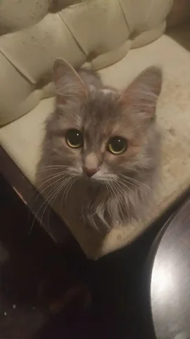 Подкидыш кошечка ищет дом - Пропавшие животные в Тюмень