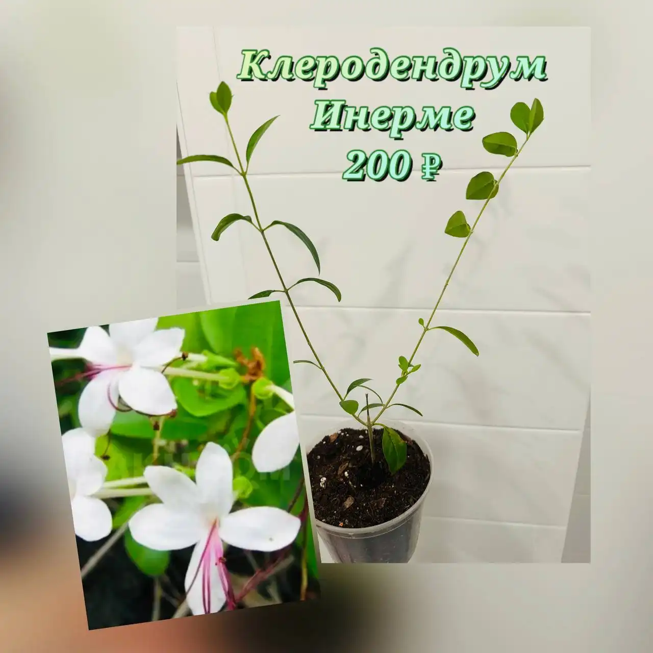 Продажа квартиры на Широтной - Квартиры (Недвижимость) в Тюмень