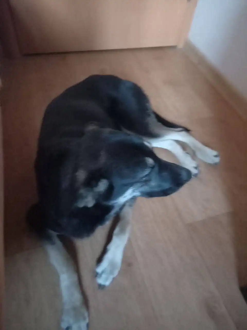 Найдена собака-девочка - Собаки (Животные) в Тюмень