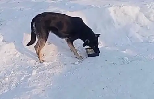 Найдена собака-девочка - Собаки (Животные) в Тюмень