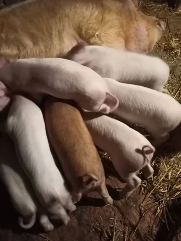 Месячные поросята - Животные в Ульяновск