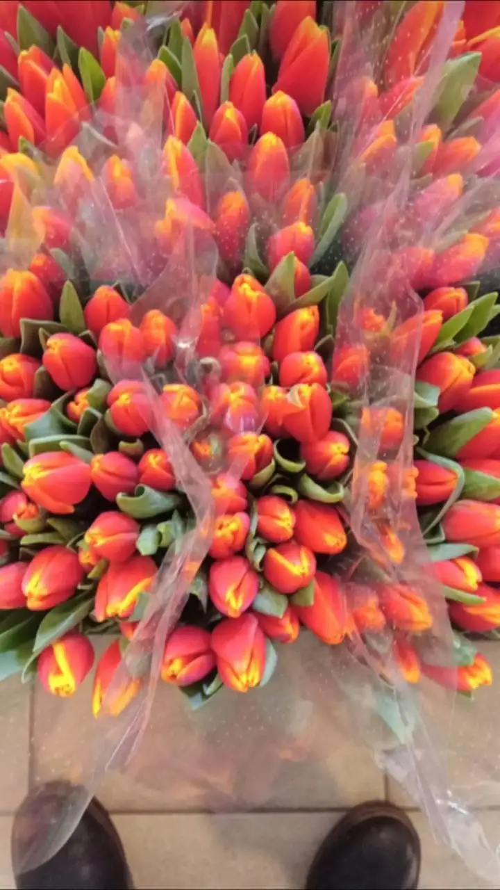 Оптовая продажа мимозы и тюльпанов к 8 Марта - Цветы (Хобби и отдых) в Ульяновск