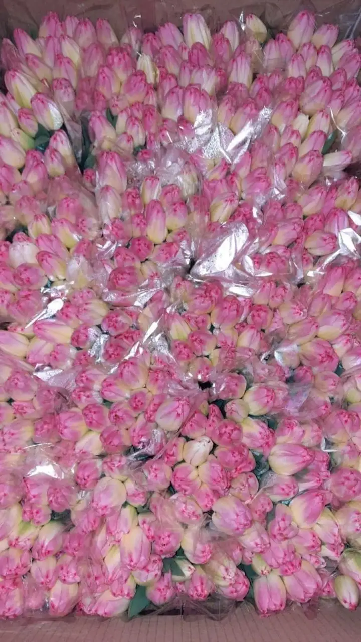 Оптовая продажа мимозы и тюльпанов к 8 Марта - Цветы (Хобби и отдых) в Ульяновск