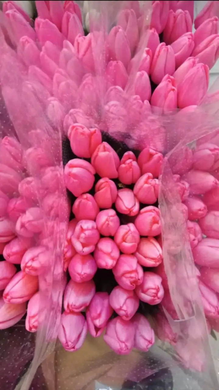 Оптовая продажа мимозы и тюльпанов к 8 Марта - Цветы (Хобби и отдых) в Ульяновск