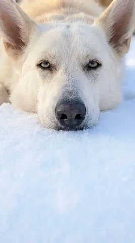 Ищу дом для собаки Луны - Животные в Ульяновск