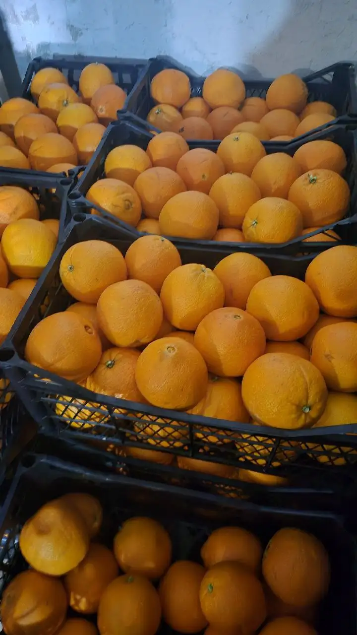 Апельсины оптом и в розницу в Ульяновске - Продукты питания (Барахолка) в Ульяновск