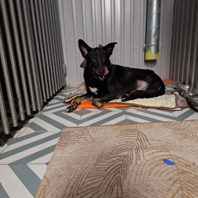 Собака Блек с тремя лапками ищет дом - Животные в Ульяновск