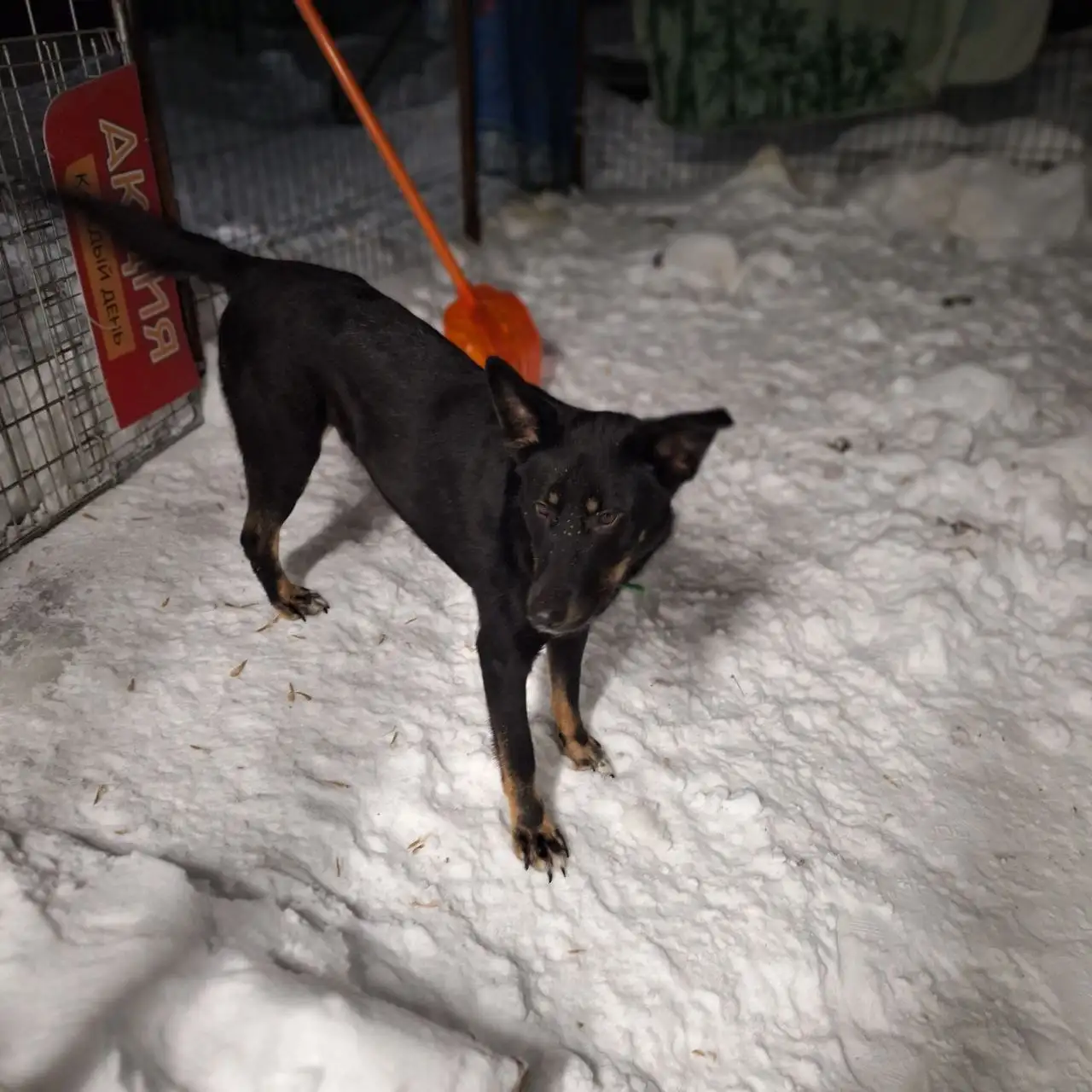 Собака Блек с тремя лапками ищет дом - Собаки (Животные) в Ульяновск