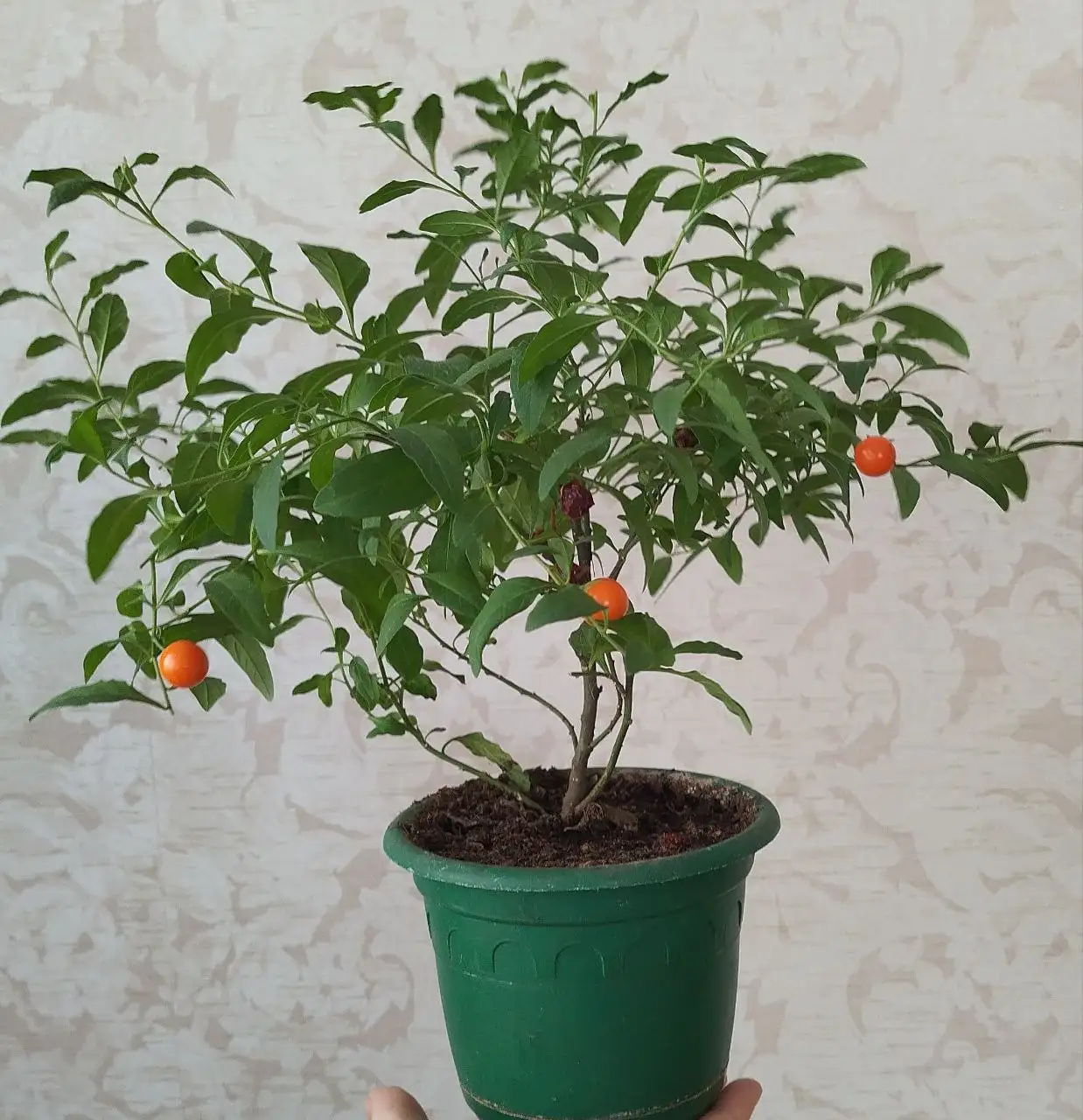 Соланум комнатный (паслён) с несъедобными ягодами - Растения (Барахолка) в Ульяновск