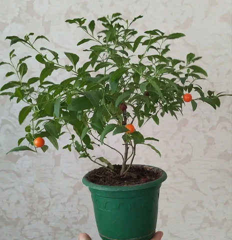 Соланум комнатный (паслён) с несъедобными ягодами - Сбор средств в Ульяновск