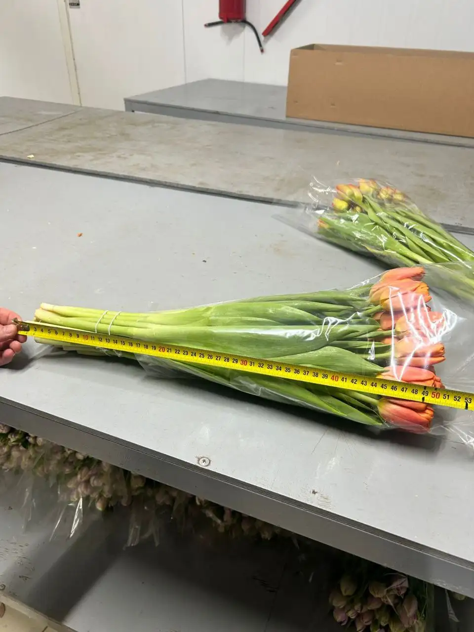 Ассортимент цветов для 8 марта с доставкой - Цветы (Хобби и отдых) в Ульяновск