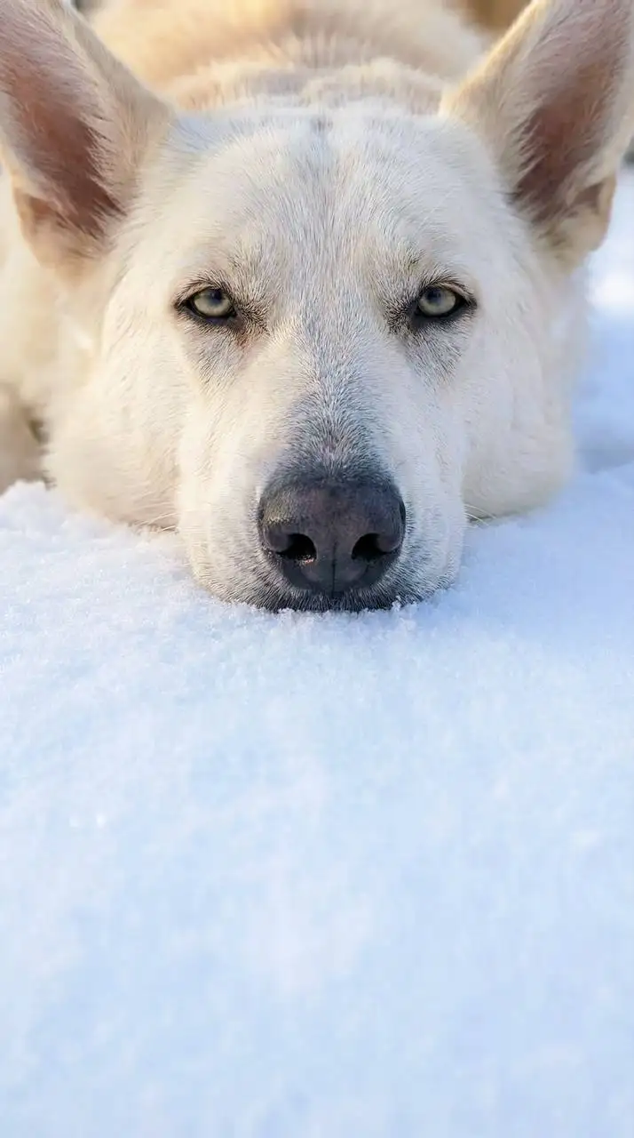 Луна Хочет Домой - Потрясающая собака ищет хозяина - Собаки (Животные) в Ульяновск