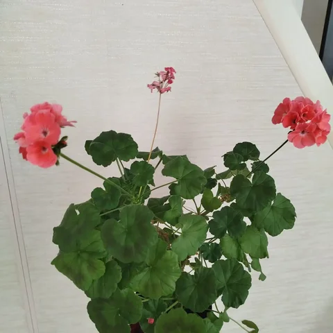 Продажа пеларгонии в литровом горшке - Мебель и интерьер в Ульяновск