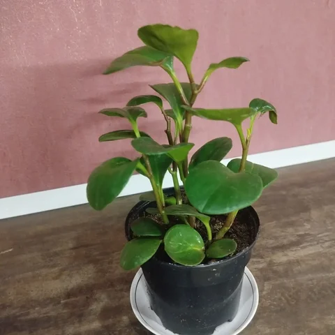 Пеперомия туполистная в литровом горшке - частное объявление в Ульяновск