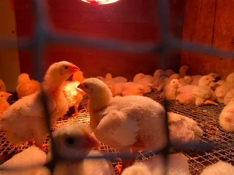 Суточные и подрощенные цыплята бройлеров и несушек - частное объявление в Ульяновск