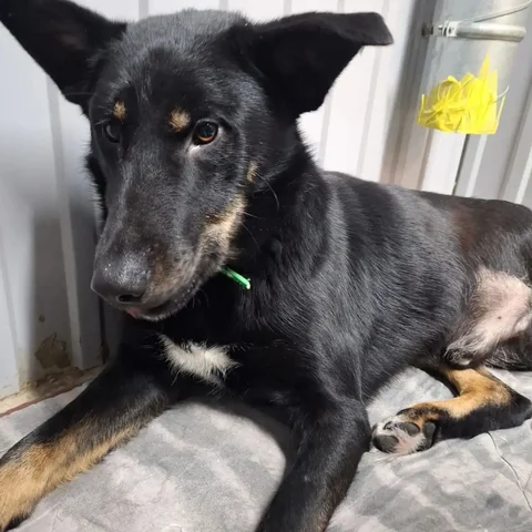 Отдам даром кота Блека с тремя лапками в Ульяновске - частное объявление в Ульяновск