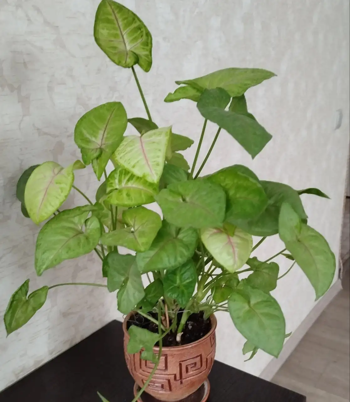 Продажа сингониума с пересадкой - Растения (Барахолка) в Ульяновск