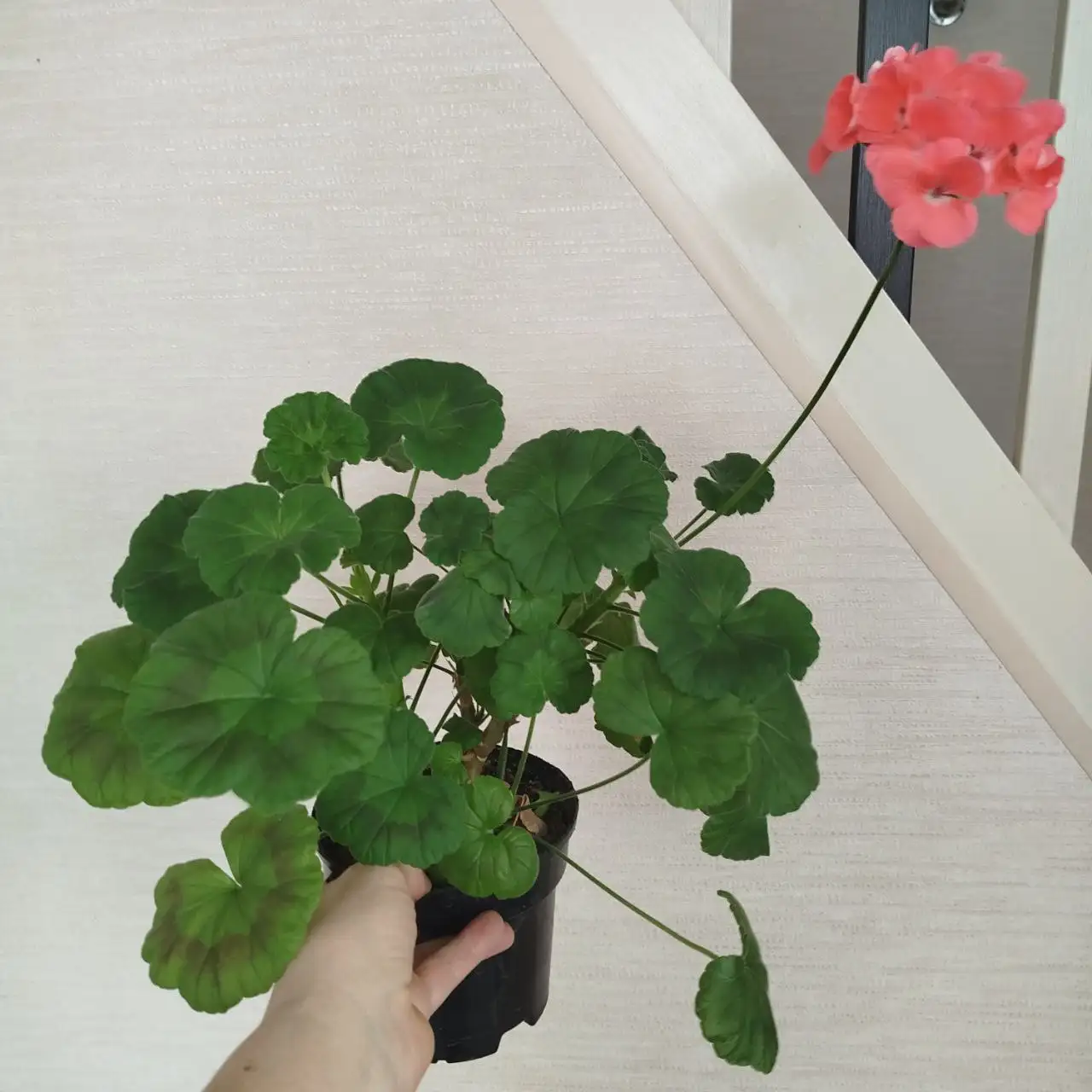 Яркая цветущая пеларгония в горшке - Растения (Хобби и отдых) в Ульяновск