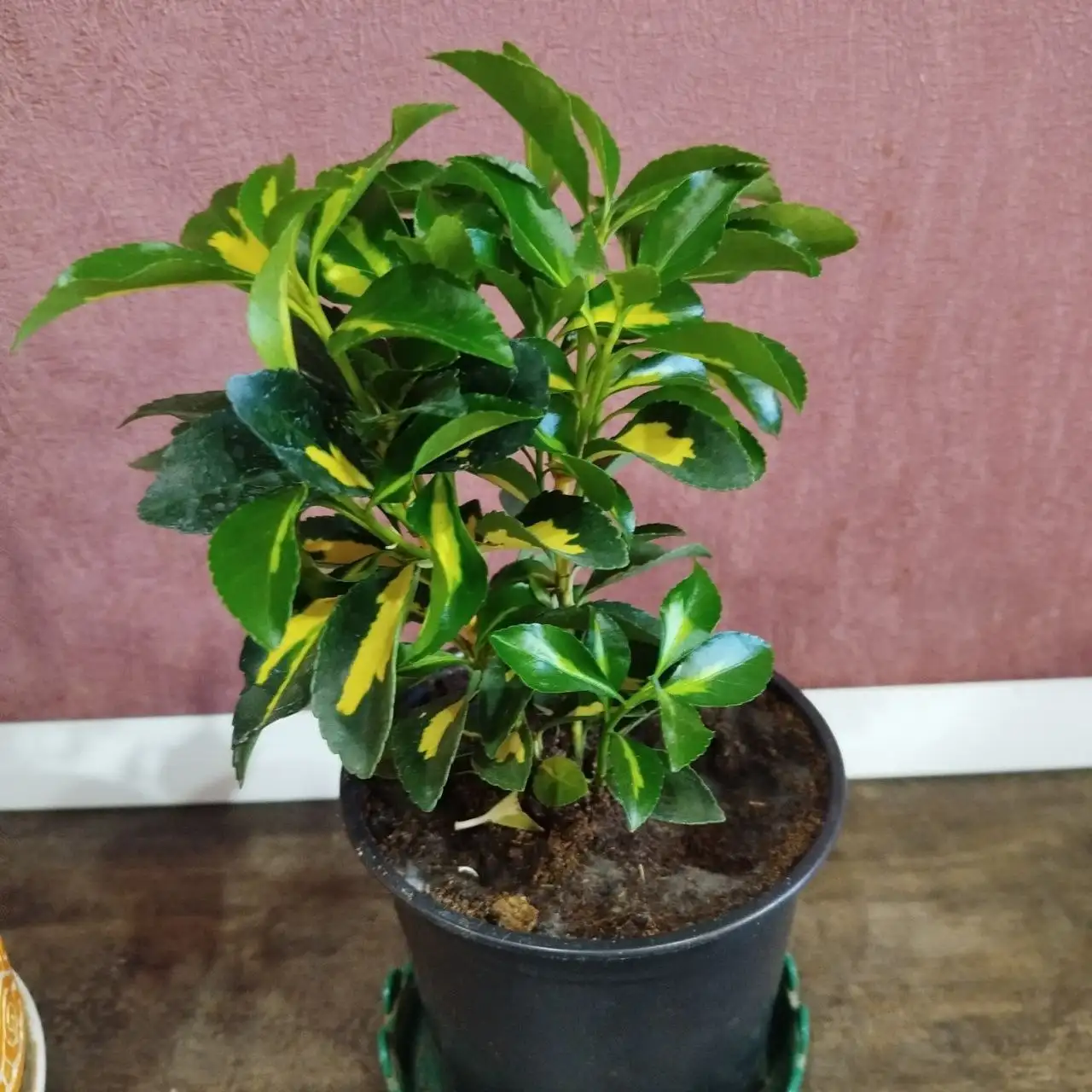 Бересклет комнатный вариегатный в горшке - Растения (Барахолка) в Ульяновск