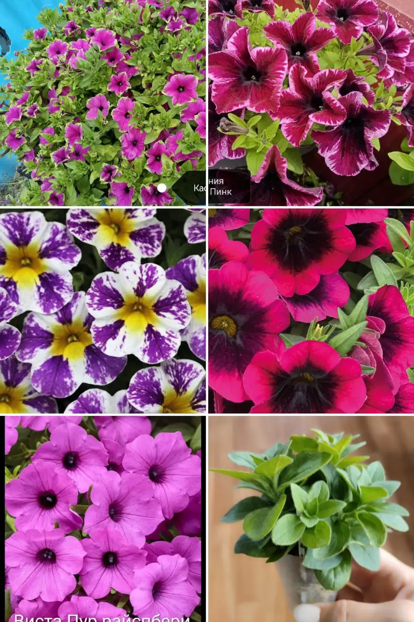 Укорененные черенки вегетативных растений - Садоводство/Растения (Хобби и отдых) в Луговое