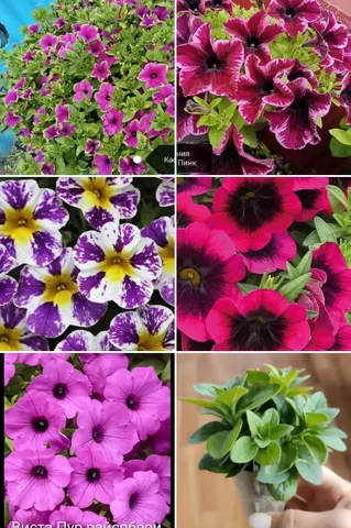 Укорененные черенки вегетативных растений - Садоводство/Растения в Луговое