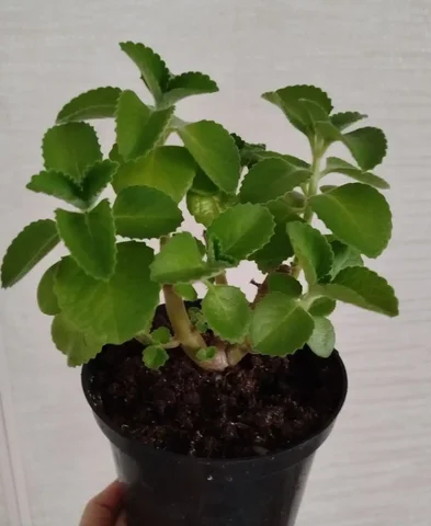 Комнатная мята для чая - Часы в Ульяновск