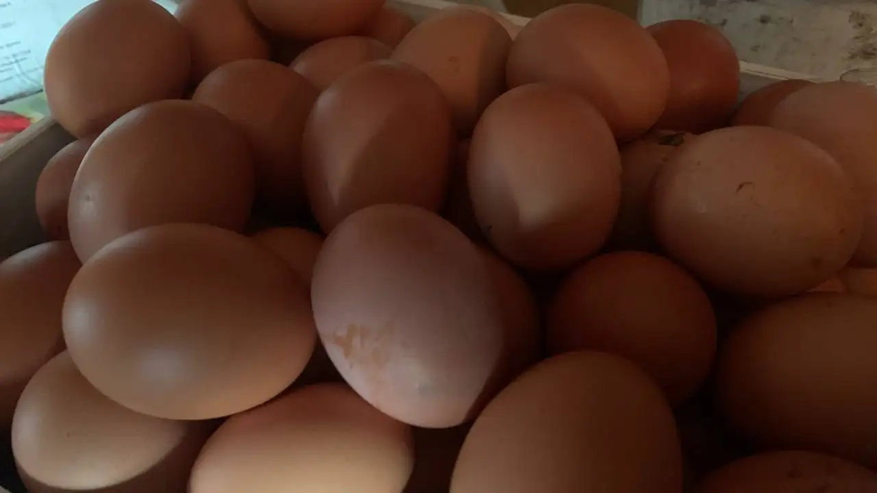 Продам яйцо - Барахолка в Ульяновск