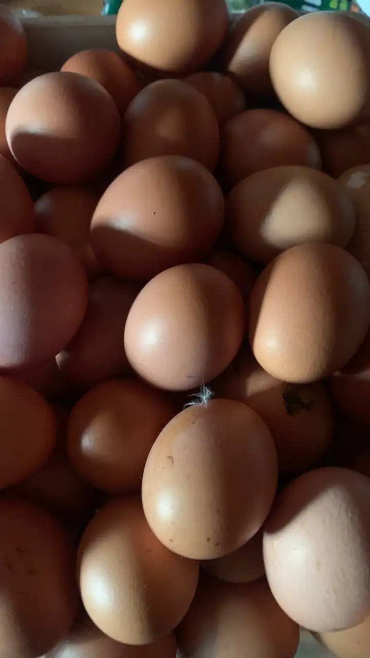 Продам яйцо - Барахолка в Ульяновск