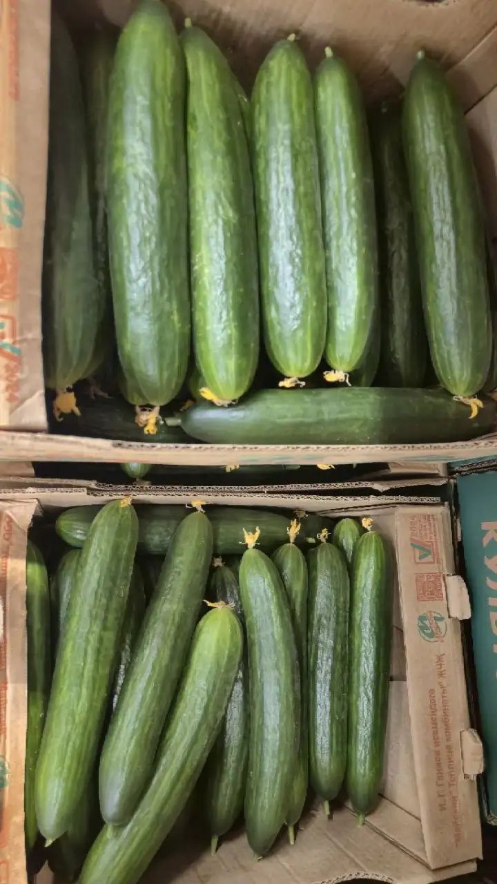 ГЛАДКИЕ ОГУРЦЫ ПО ШОК-ЦЕНЕ В TOVARI5+ - Продукты питания (Для дома и дачи) в Ульяновск