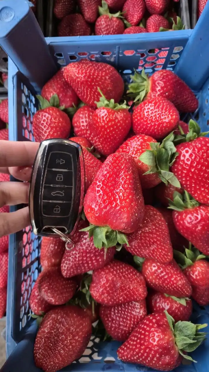 ГЛАДКИЕ ОГУРЦЫ ПО ШОК-ЦЕНЕ В TOVARI5+ - Продукты питания (Для дома и дачи) в Ульяновск
