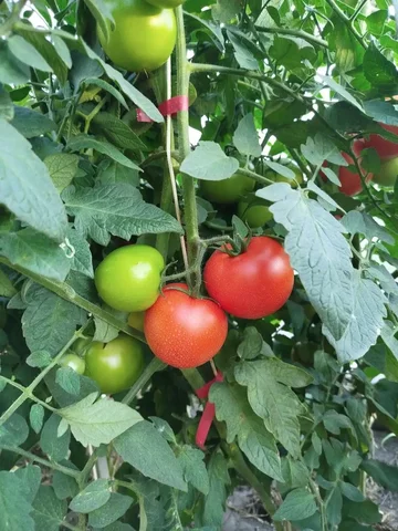 Продам помидоры разных сортов - Швейные машины в Ульяновск
