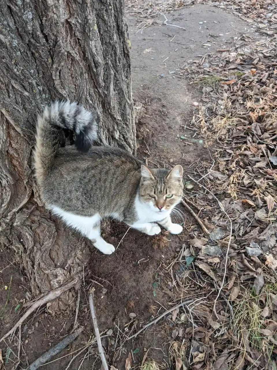 Срочно ищем дом для прекрасной кошечки