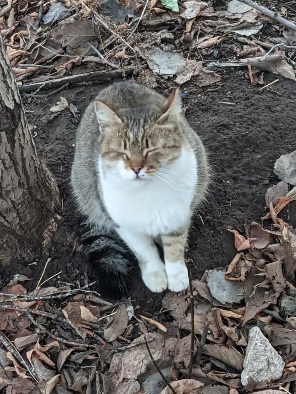 Срочно ищем дом для прекрасной кошечки