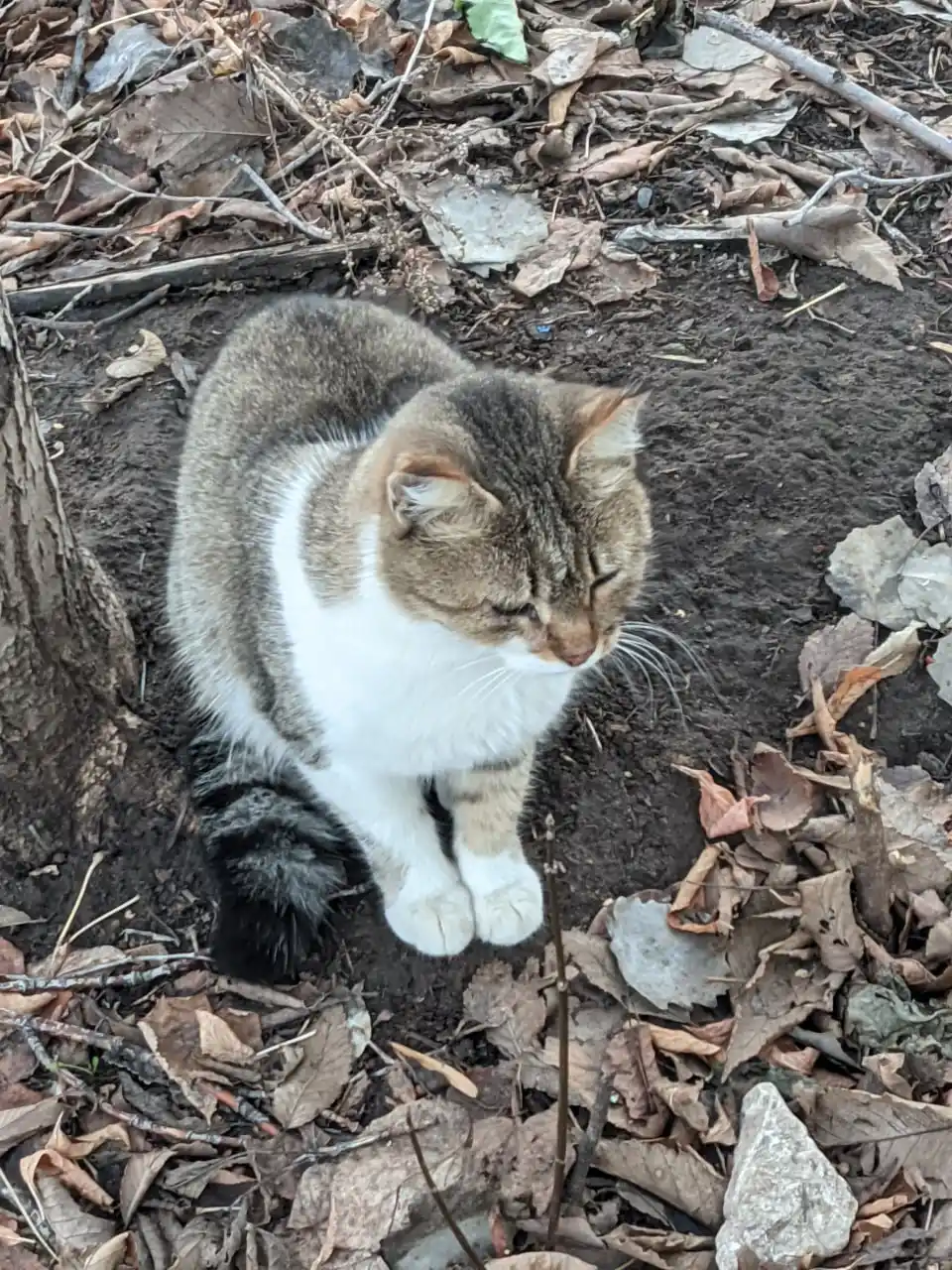 Срочно ищем дом для прекрасной кошечки