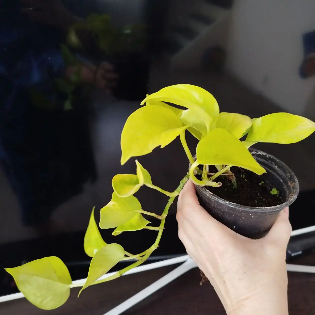 Продажа филодендрона лайм и других цветов