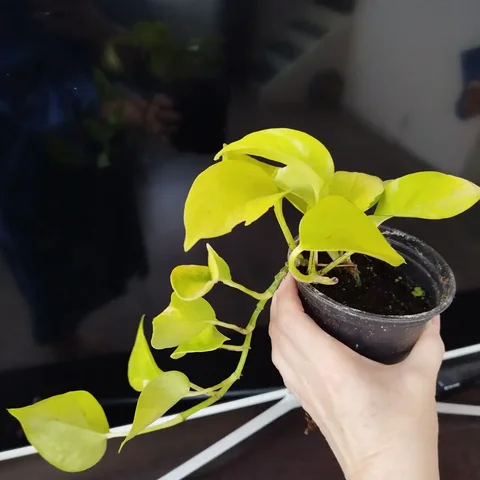 Продажа филодендрона лайм и других цветов - частное объявление в Ульяновск