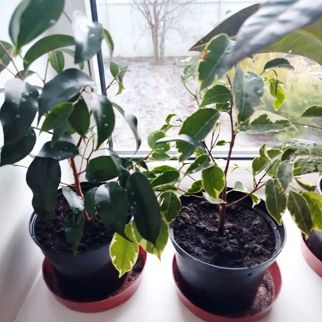 Фикус Бенджамин в горшке