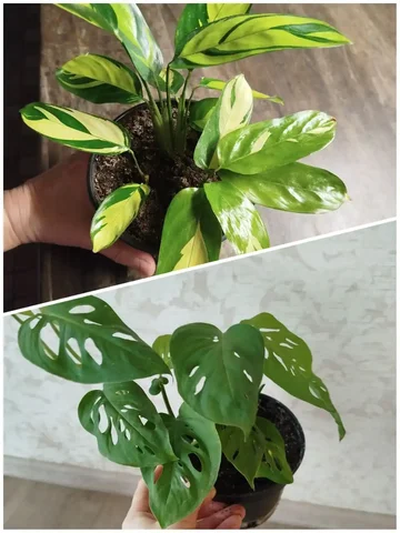 Продажа комнатных растений: монстера Манки и ктенанта Лубберса - частное объявление в Ульяновск