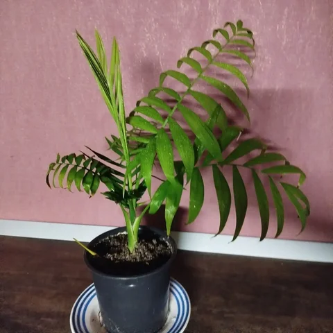 Хамедорея и другие комнатные растения - частное объявление в Ульяновск