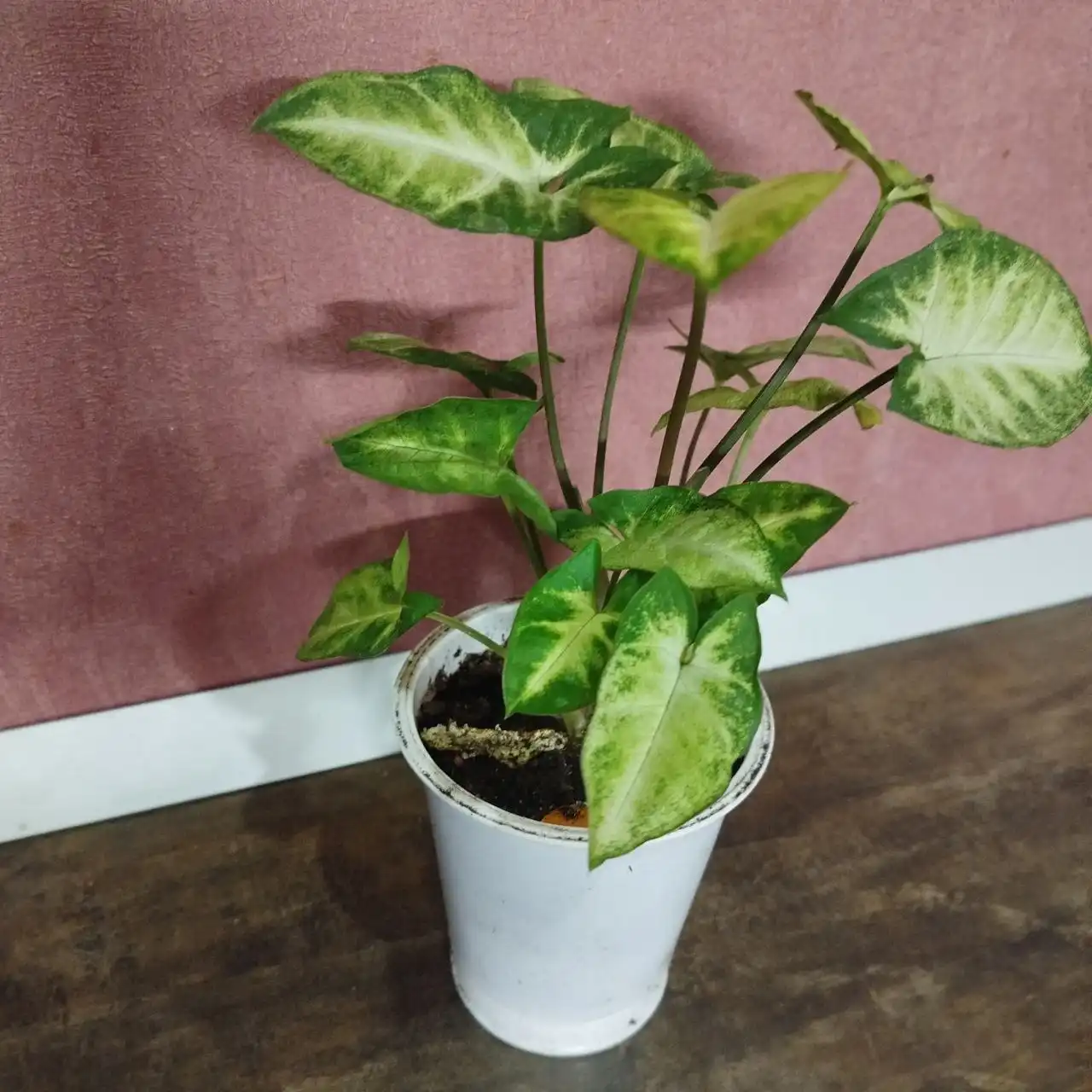 Сингониум кустовой