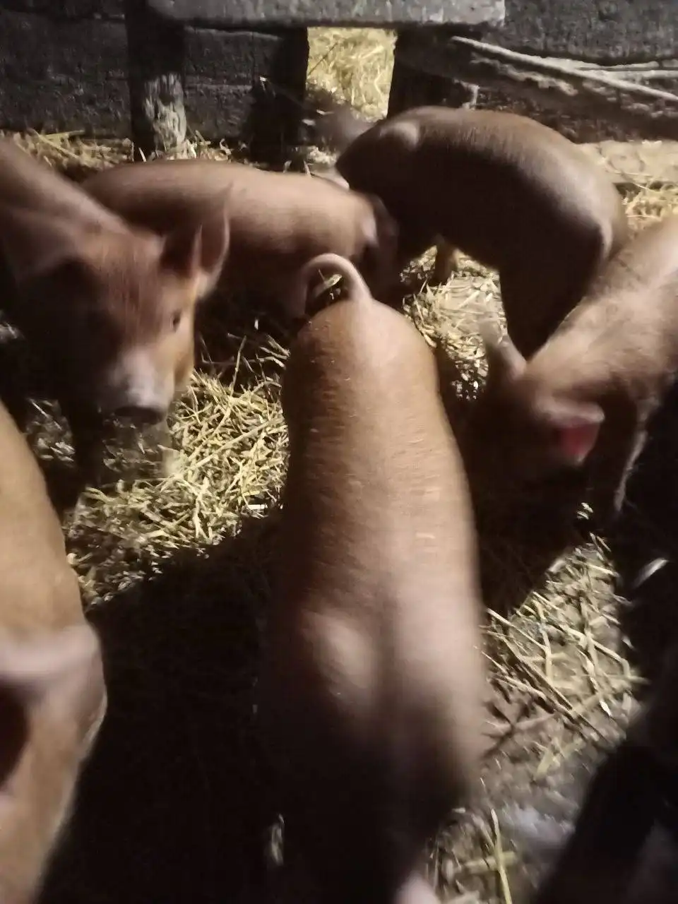 Поросята месячные