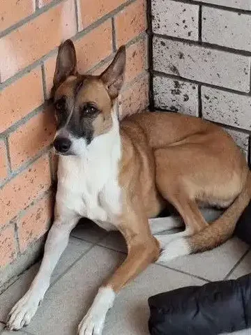 Отдам даром собаку в Ульяновске - Животные в Ульяновск