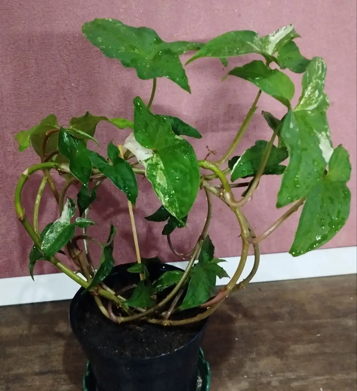 Сингониум Империал Вайт в горшке