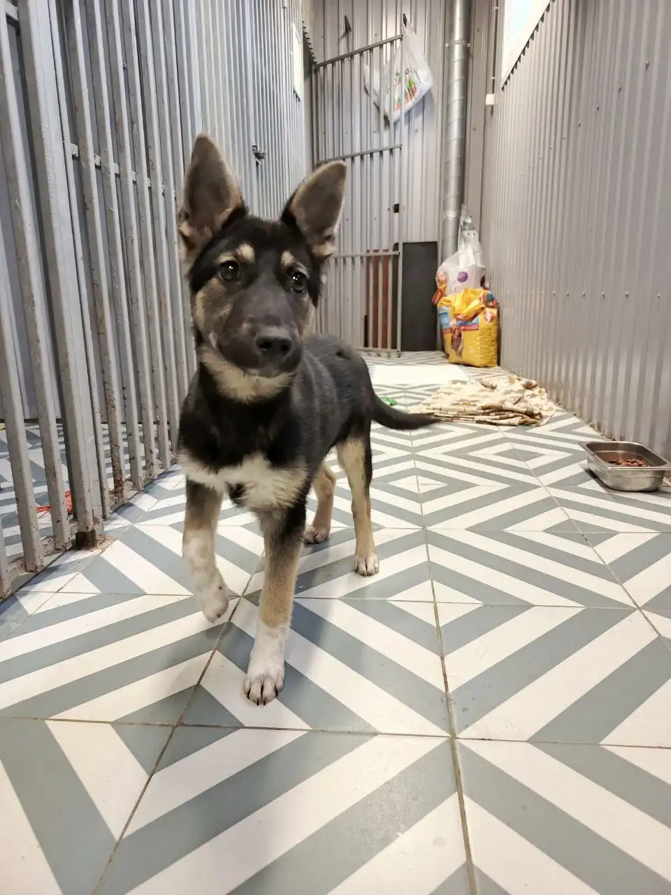 Котёнок Дина, 4 месяца, стерилизована, привита - Кошки (Животные) в Ульяновск