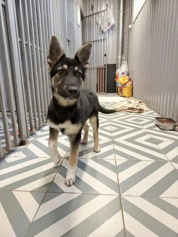 Котёнок Дина, 4 месяца, стерилизована, привита - частное объявление в Ульяновск