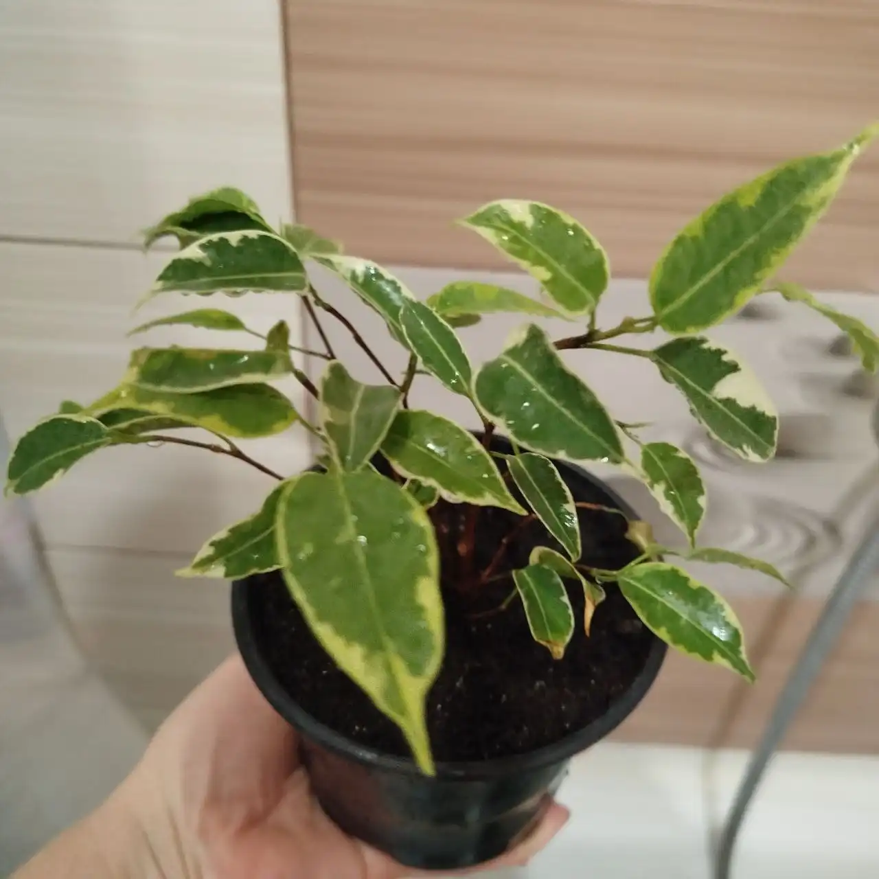 Продам фикус в горшке - Растения (Барахолка) в Ульяновск