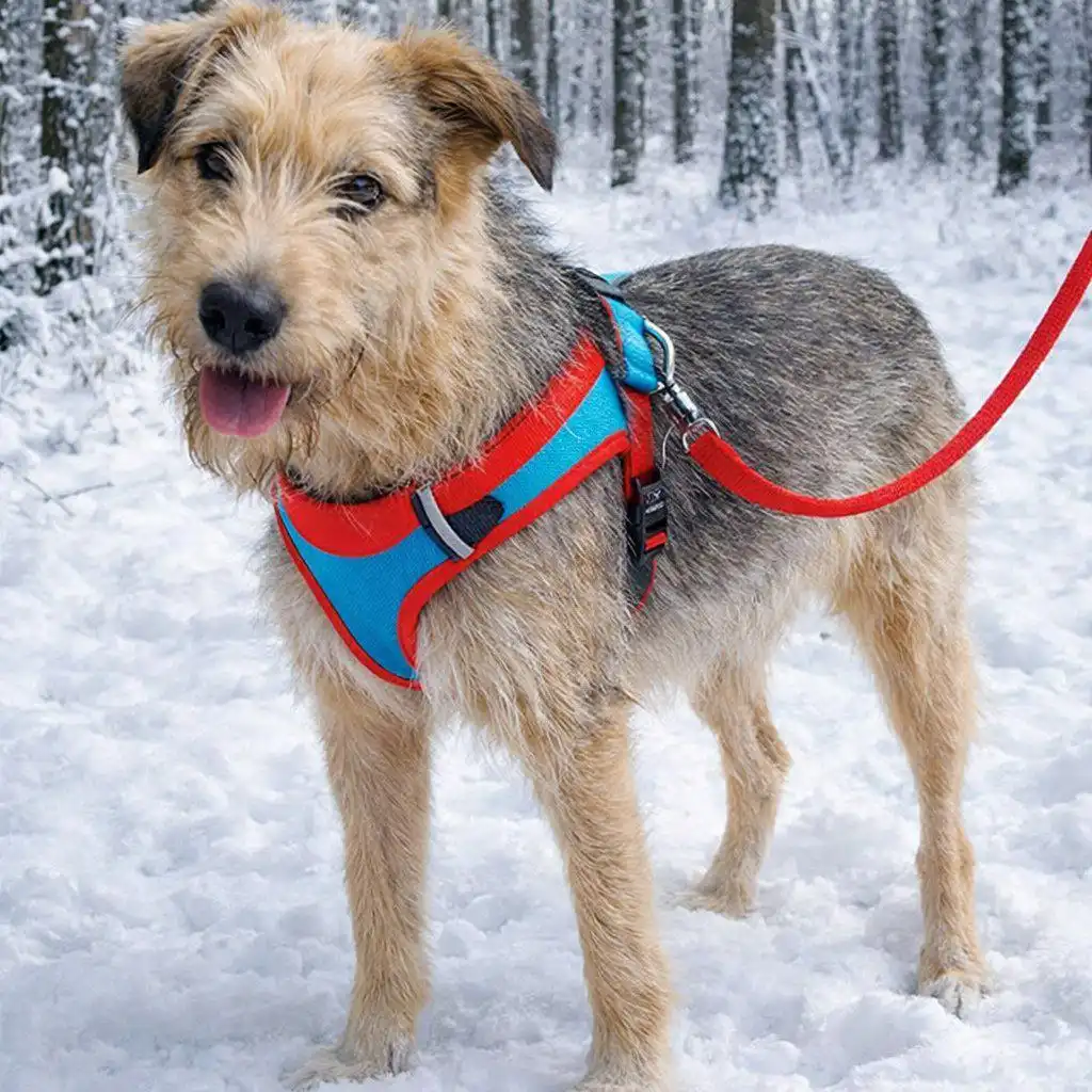 Собачка Астра ищет хозяина - Барахолка в Ульяновск