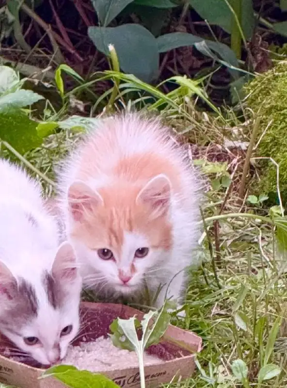 Отдам котят в добрые руки - Кошки (Животные) в Екатеринбург