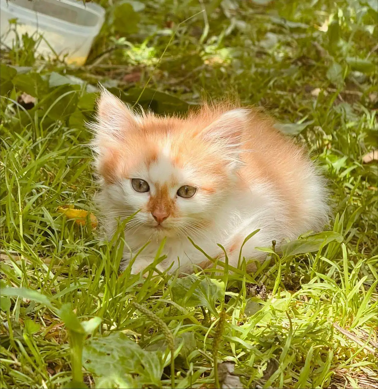 Отдам котят в добрые руки - Кошки (Животные) в Екатеринбург