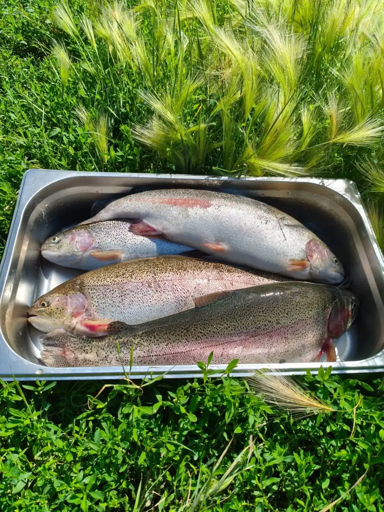 Рыбная продукция из форели от фермы 'Рыбный Дом Демидовский' - Еда в Екатеринбург